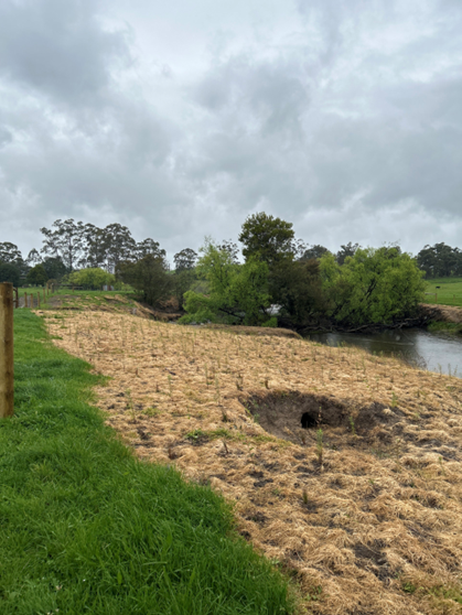 The banks of a section of the Tanjil River show their transformation after plantings of More than 8000 saplings by Gippsland Water to prevent erosion and avoid blockages to its pumps.