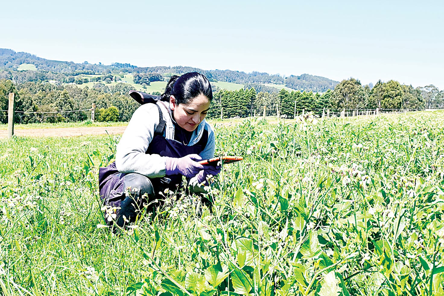 Finding a successful forage mix for pastures