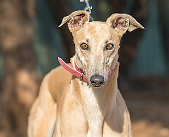 Chance to adopt a greyhound