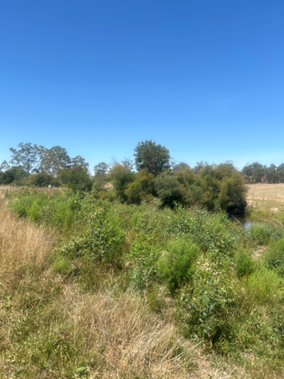 Sapling plantings thriving