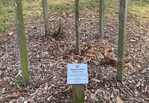 "Dinosaur tree" damaged in Drouin