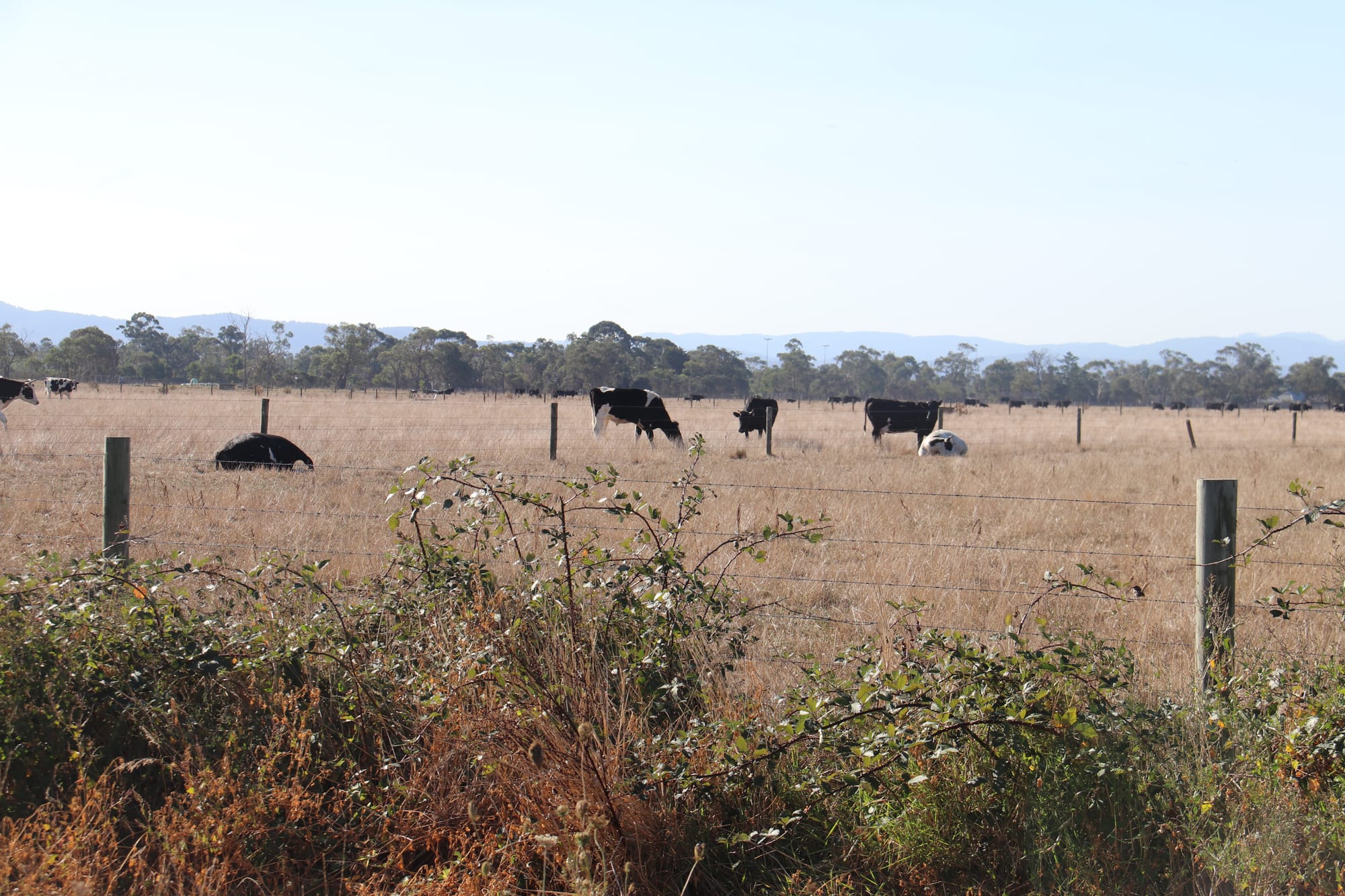 Dead cattle investigated