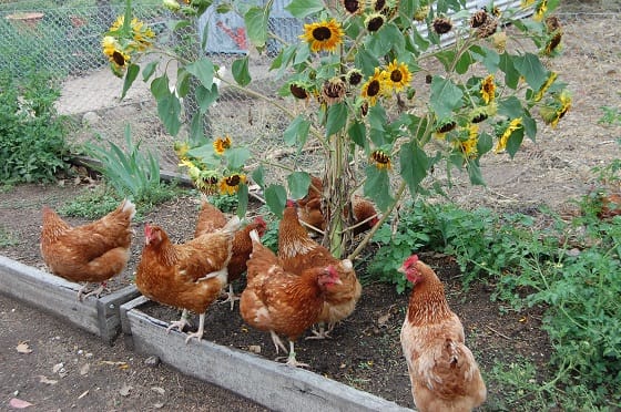 Thinking of keeping backyard chooks?