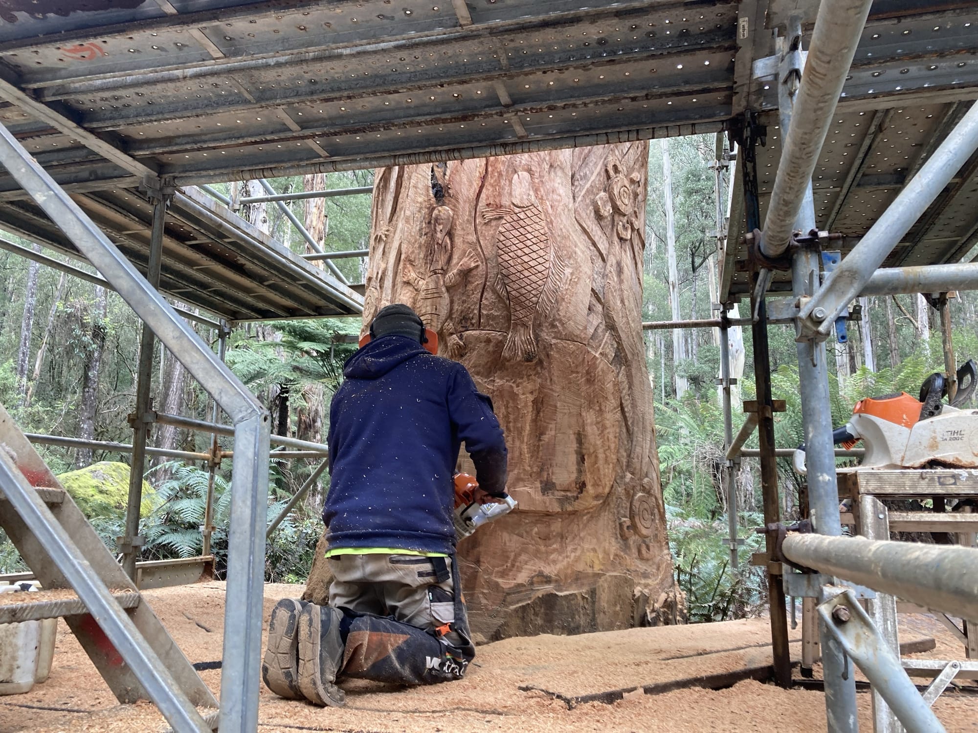 Chainsaw sculptor Paul Stafford at work on the 100-year-old Manna Gum.