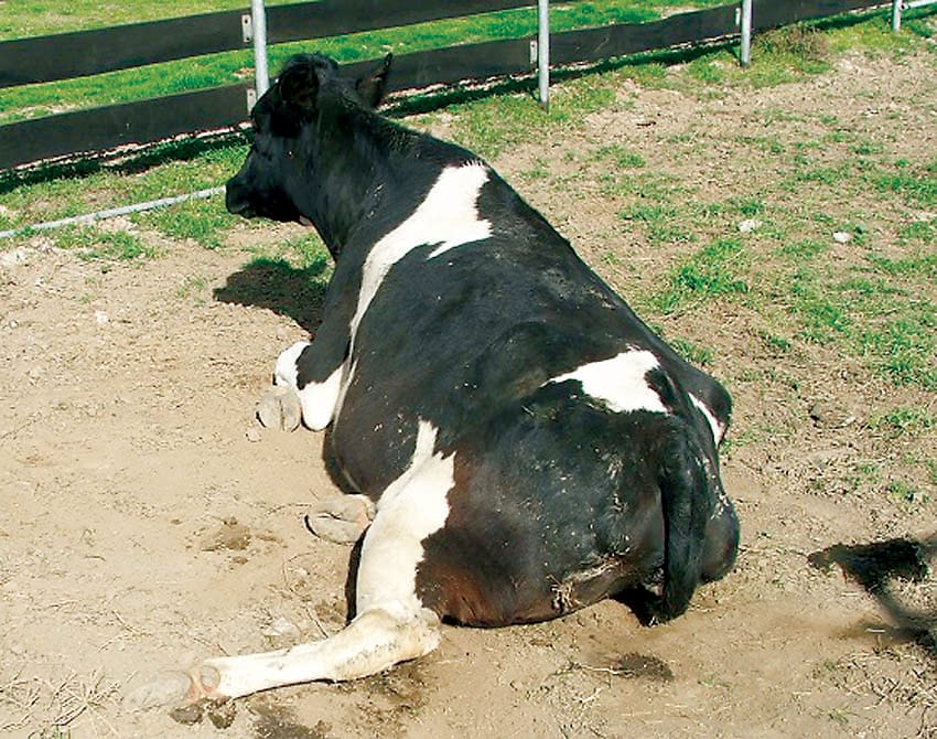 Management of Downer cows