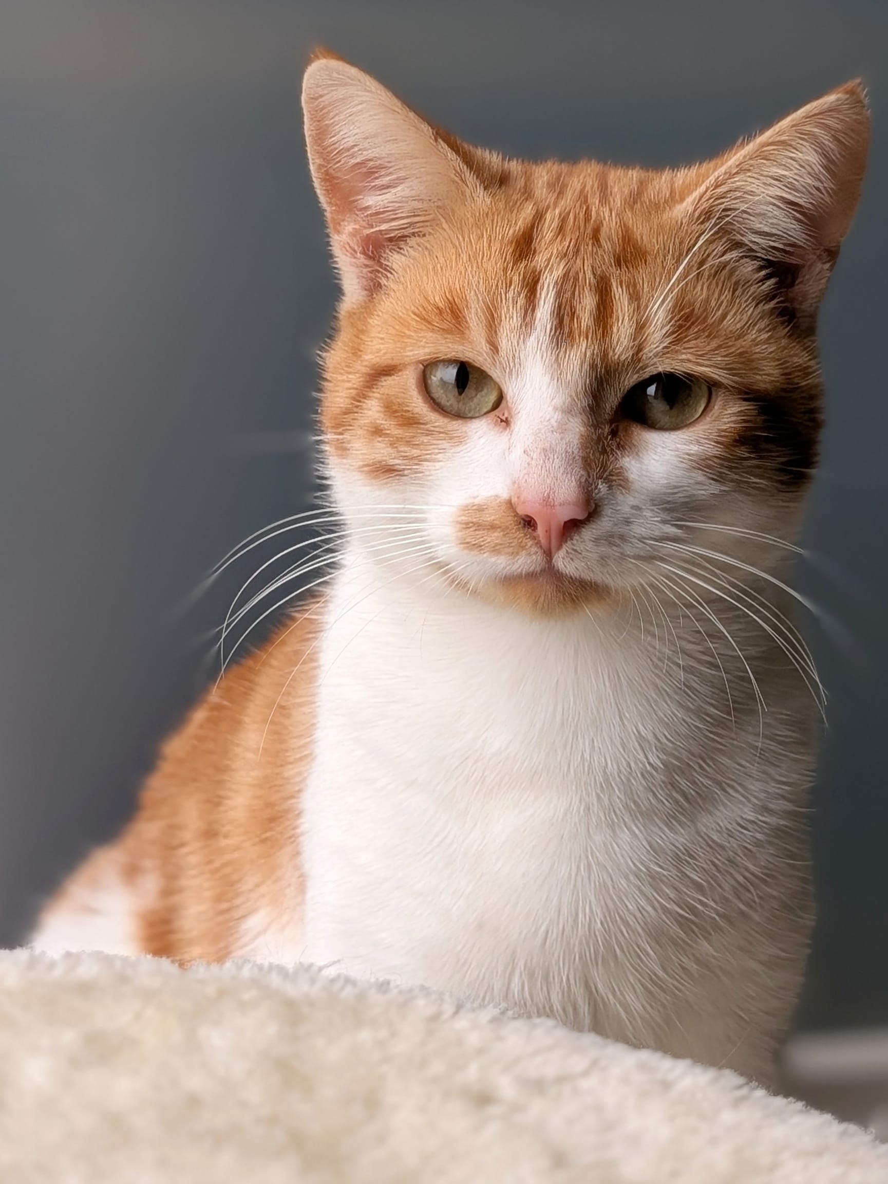 Adopt, don't shop for your new furry friend