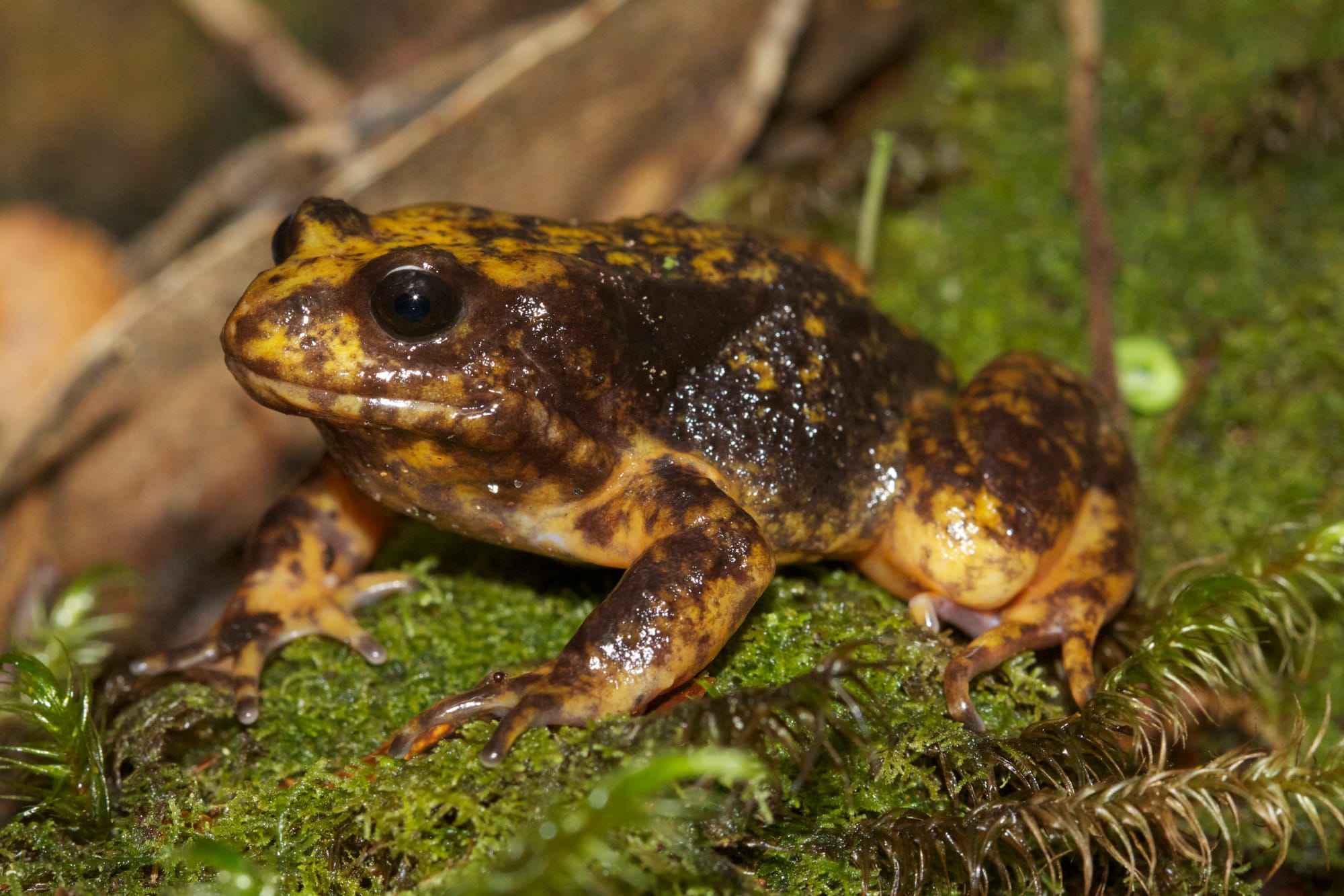 Study finds end of logging aids threatened species
