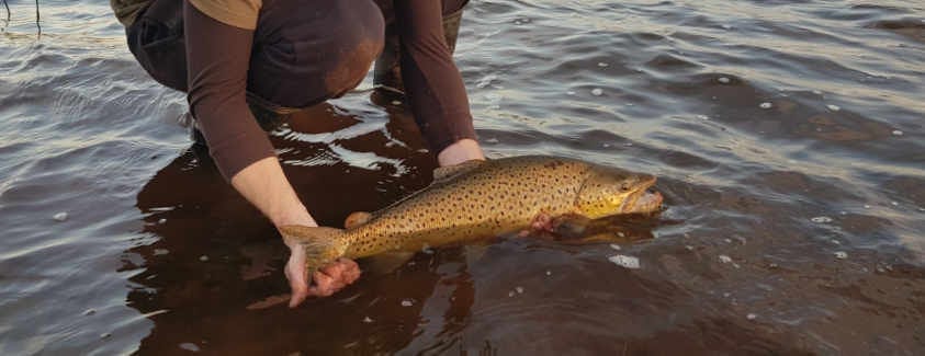 Catching trout a great shout