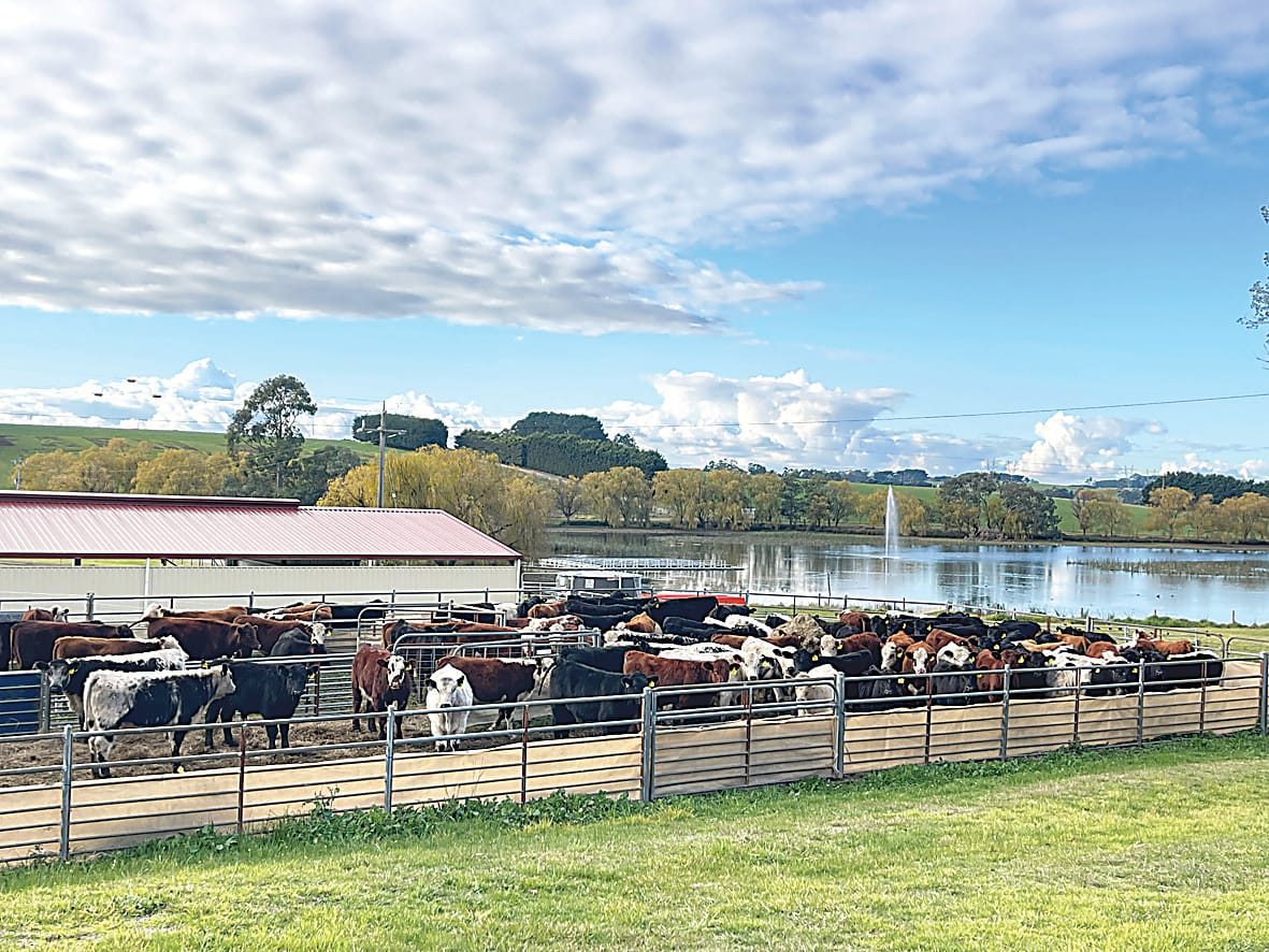 50 pairs for 50 years