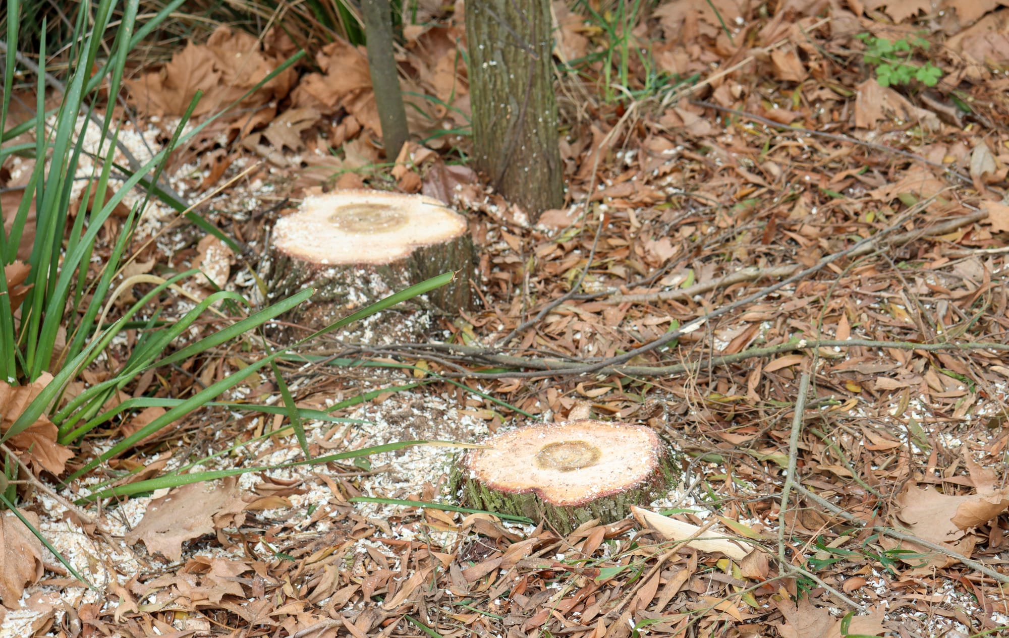 Several self-sown Blackwood trees were cut and pruned in Drouin last Tuesday.