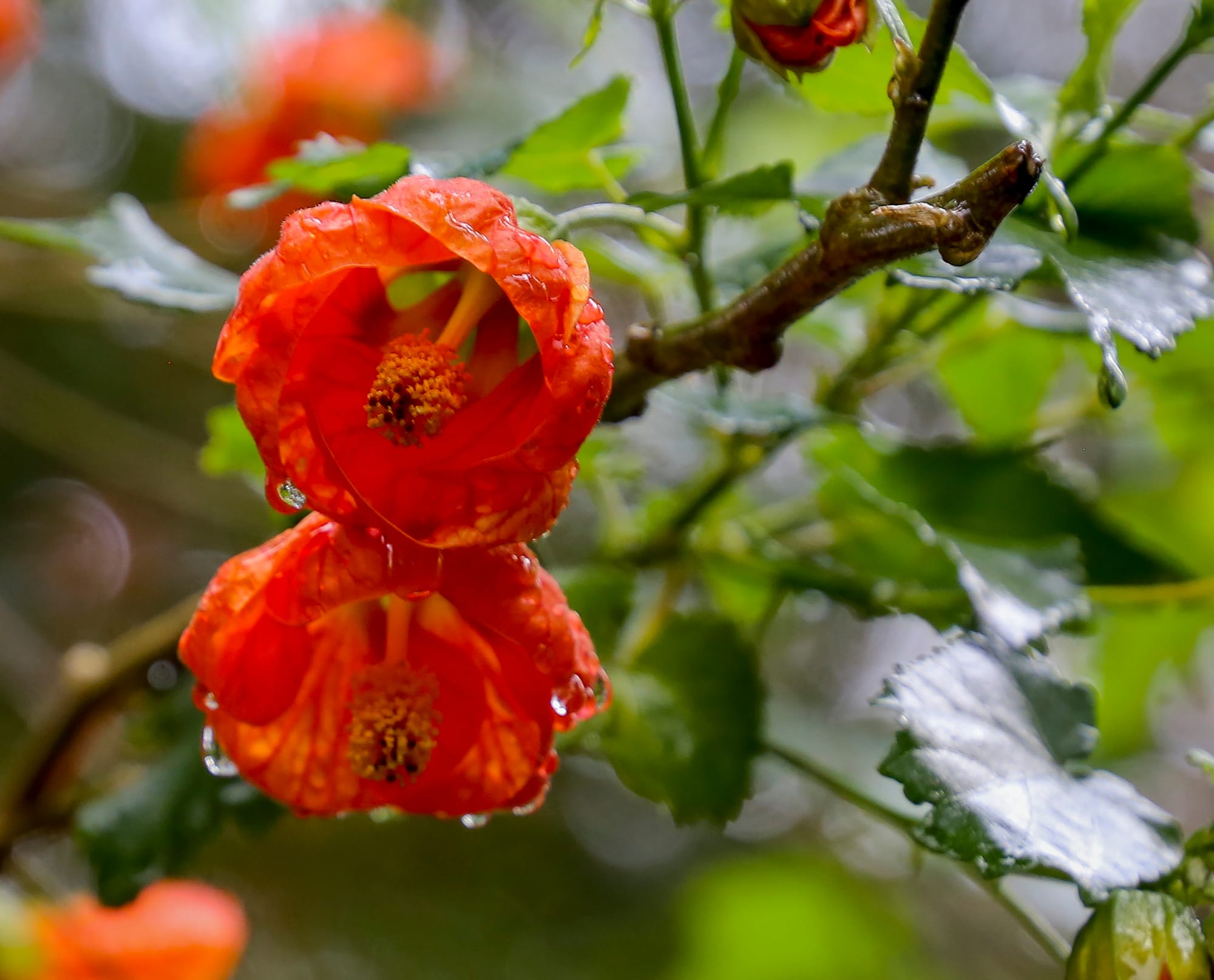 Musician's open garden a great success