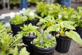 Annual spring plant sale