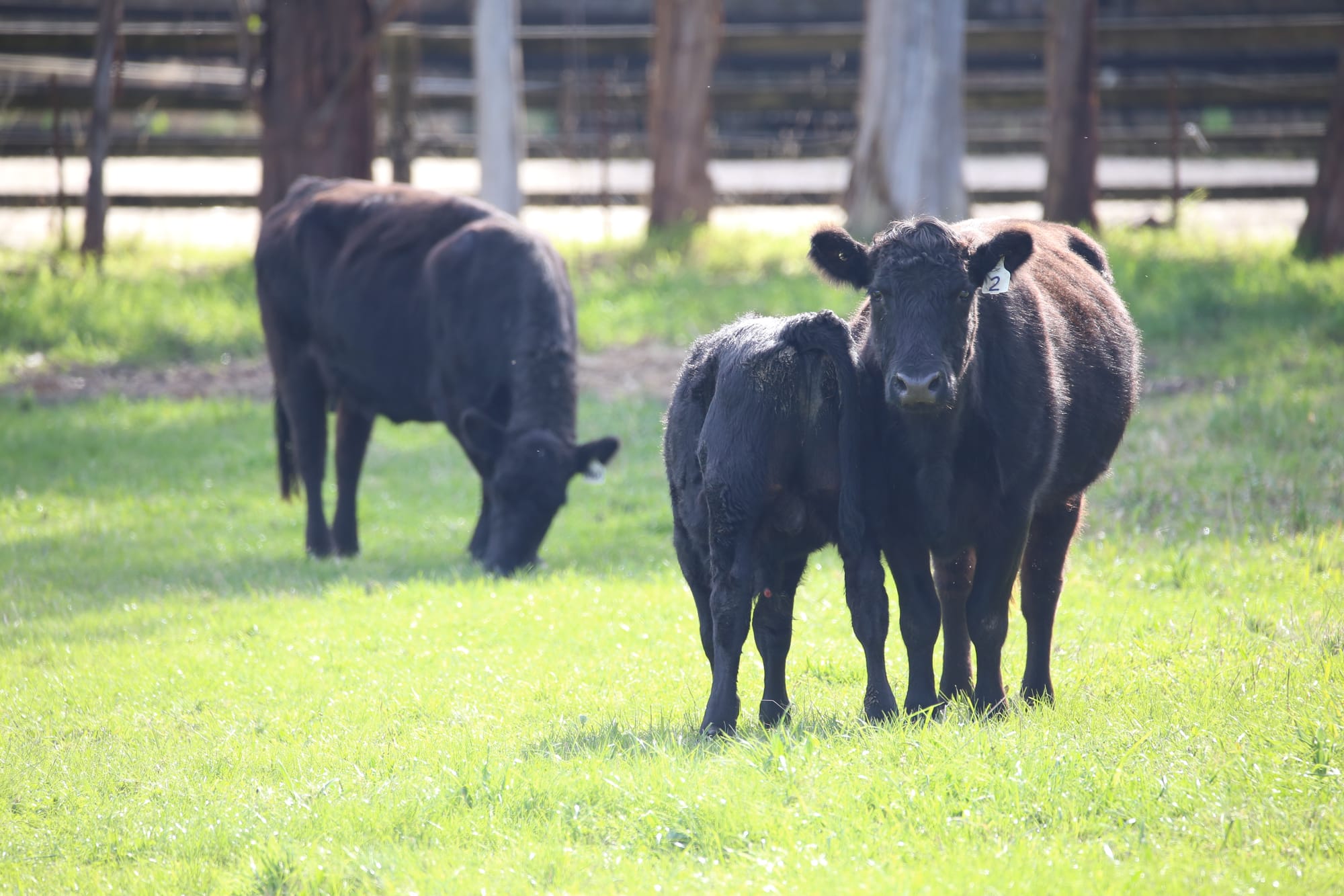 A rough winter coat on young cattle could be telling