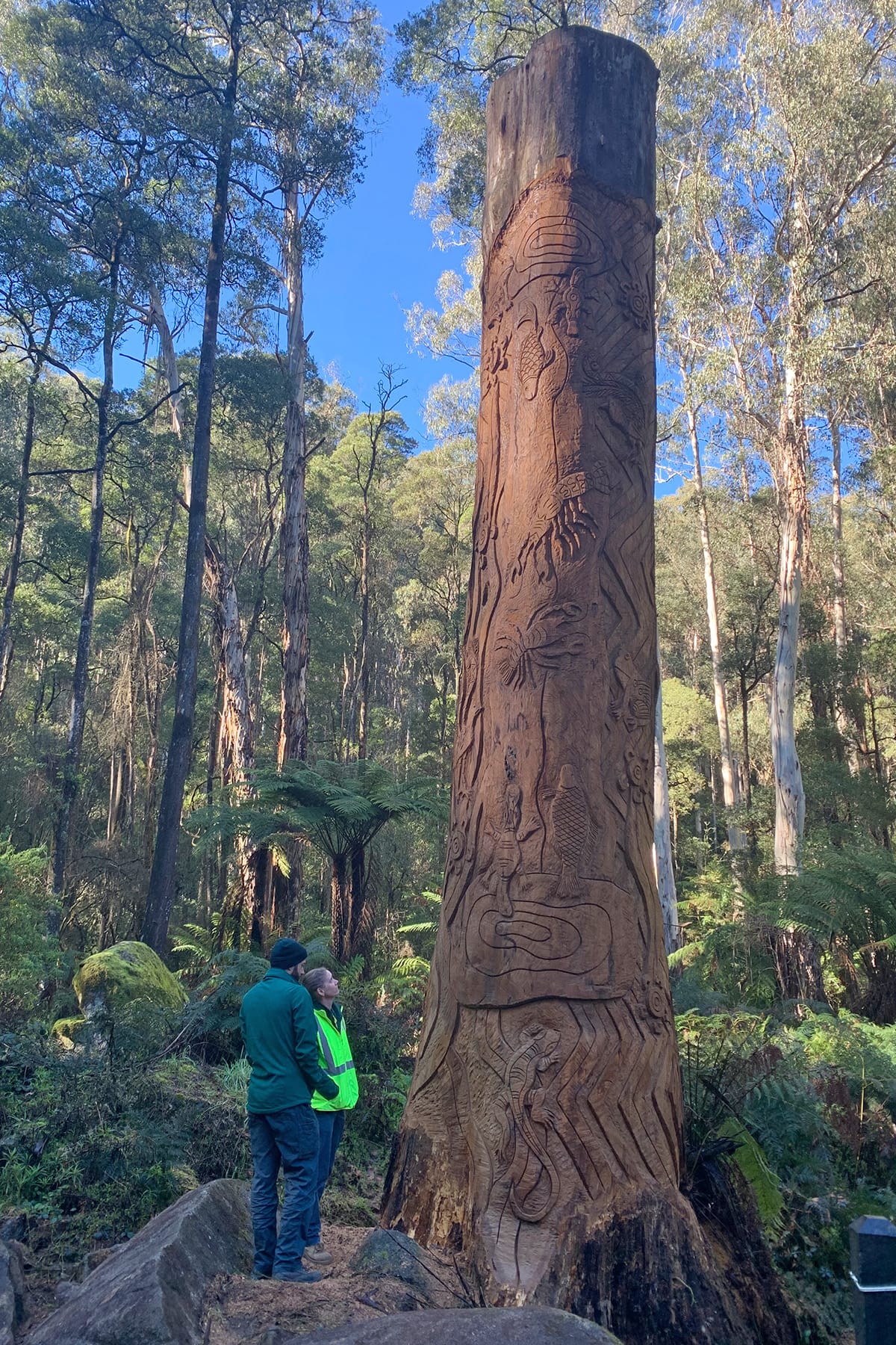 Chainsaw sculptor Paul Stafford at work on the 100-year-old Manna Gum.
