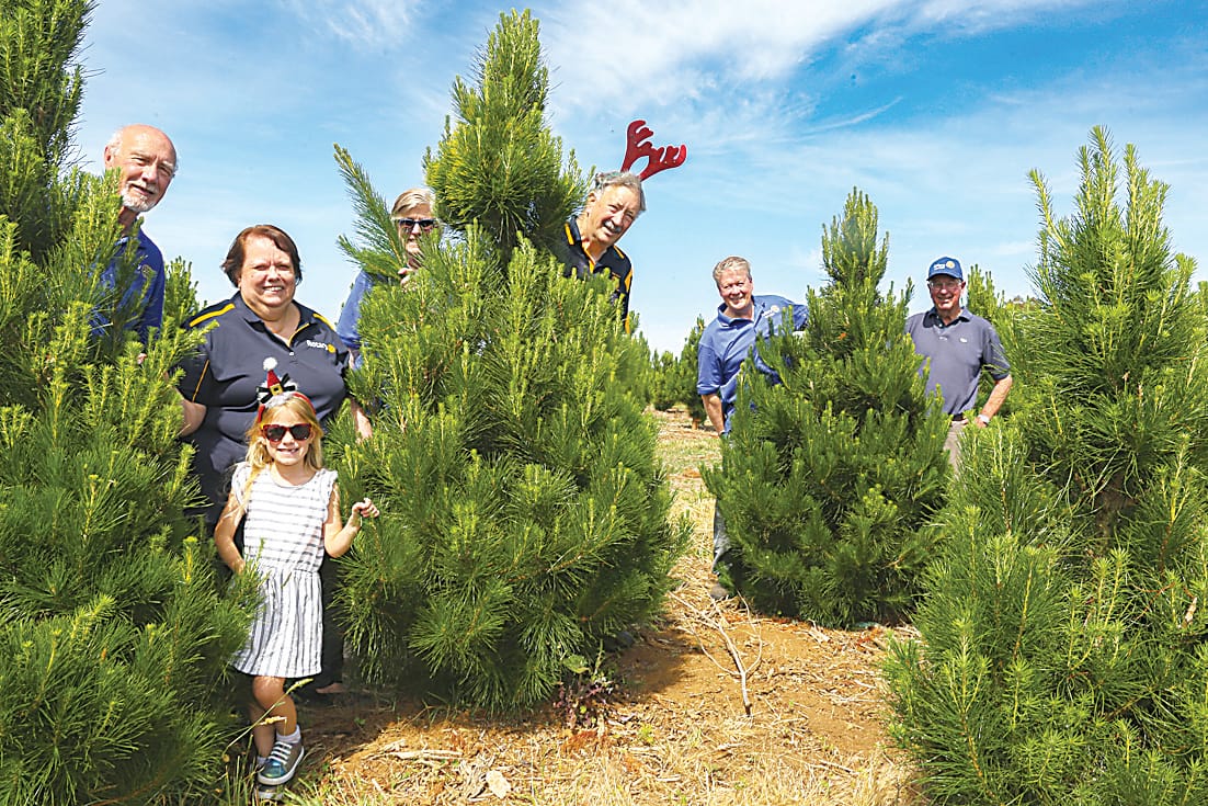 Last year for Rotary trees