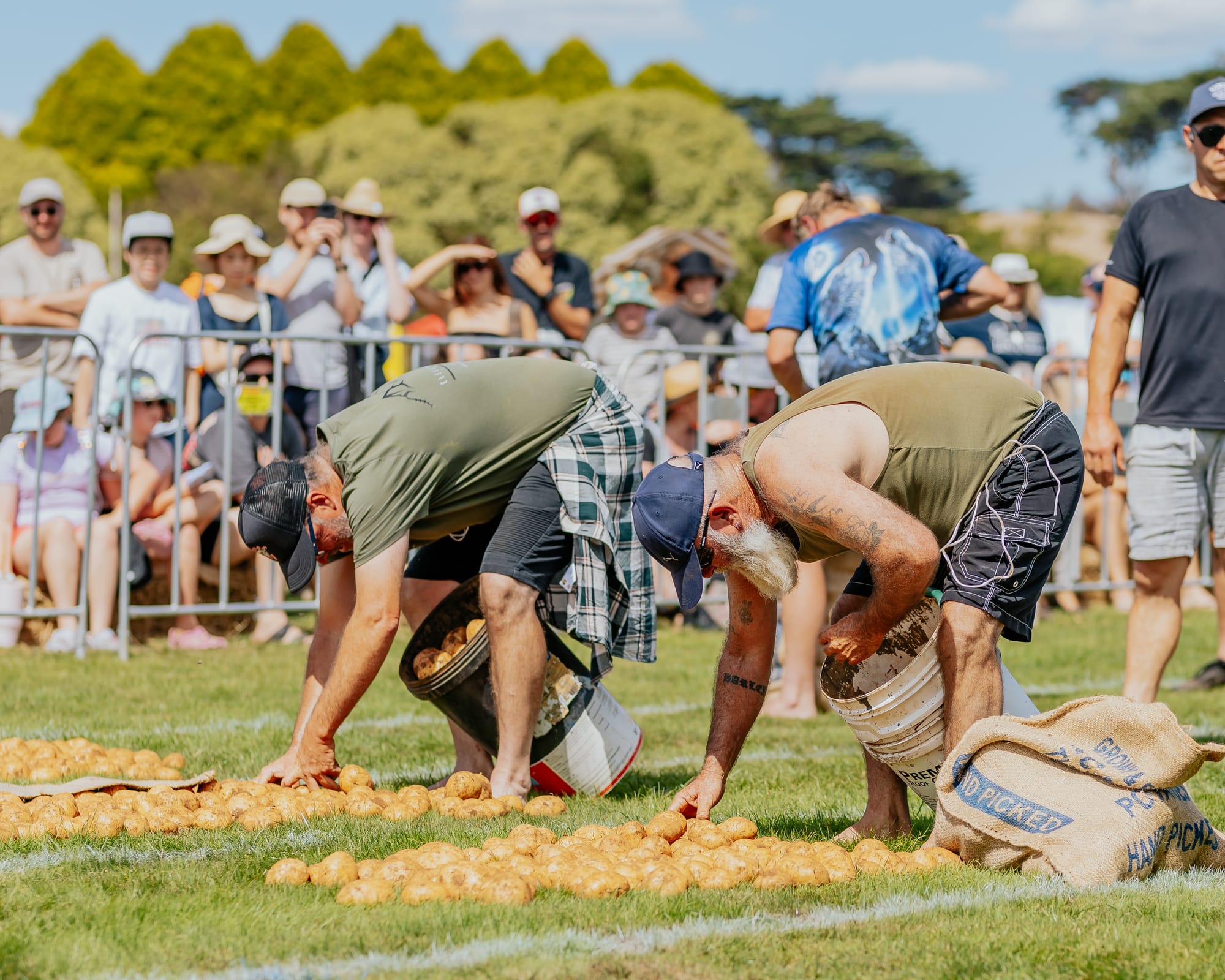 Potato festival hid a dry reality for growers