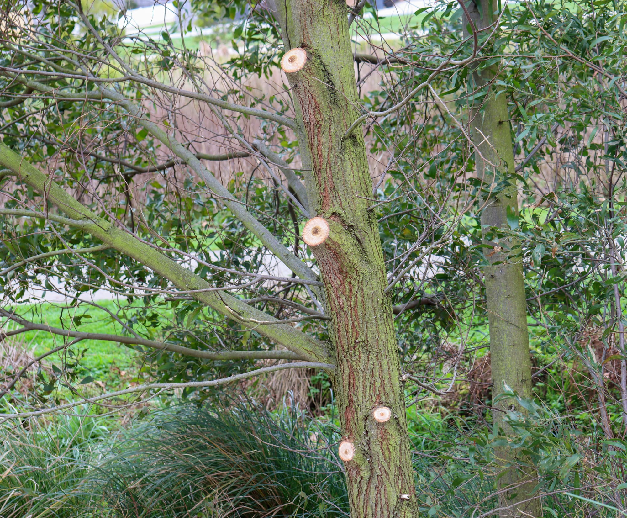 Several self-sown Blackwood trees were cut and pruned in Drouin last Tuesday.