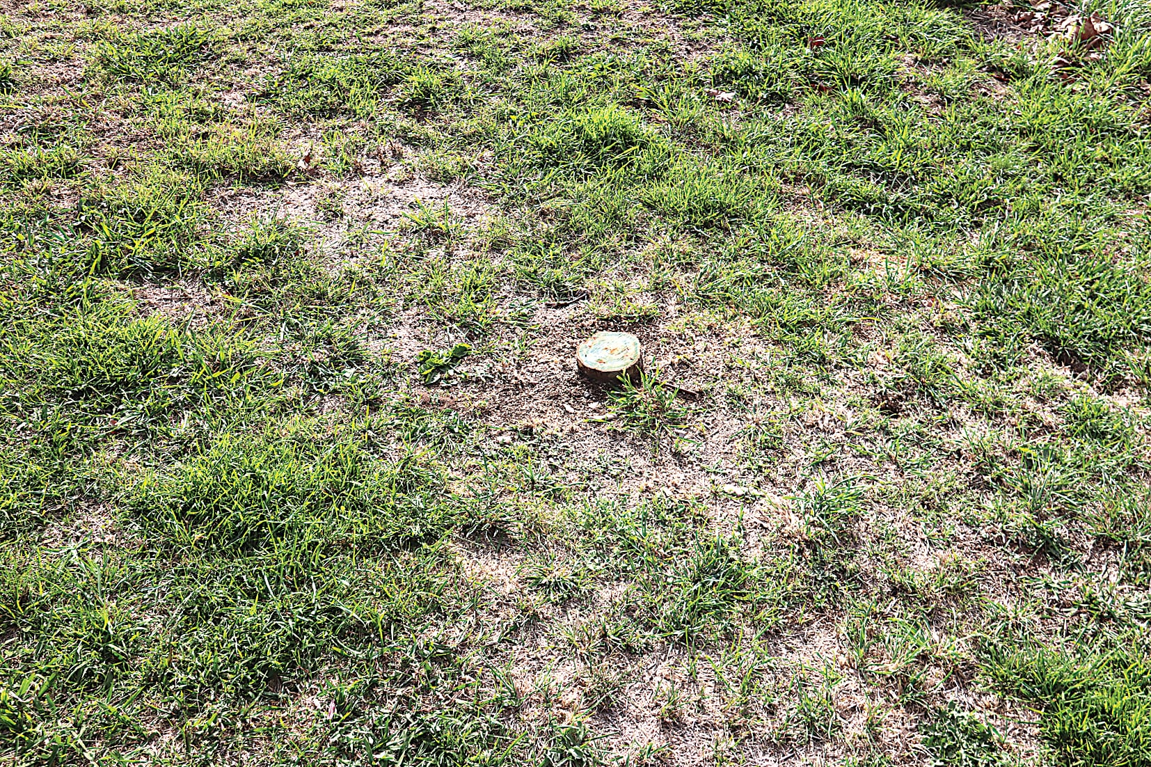 Avenue of trees gets the chop