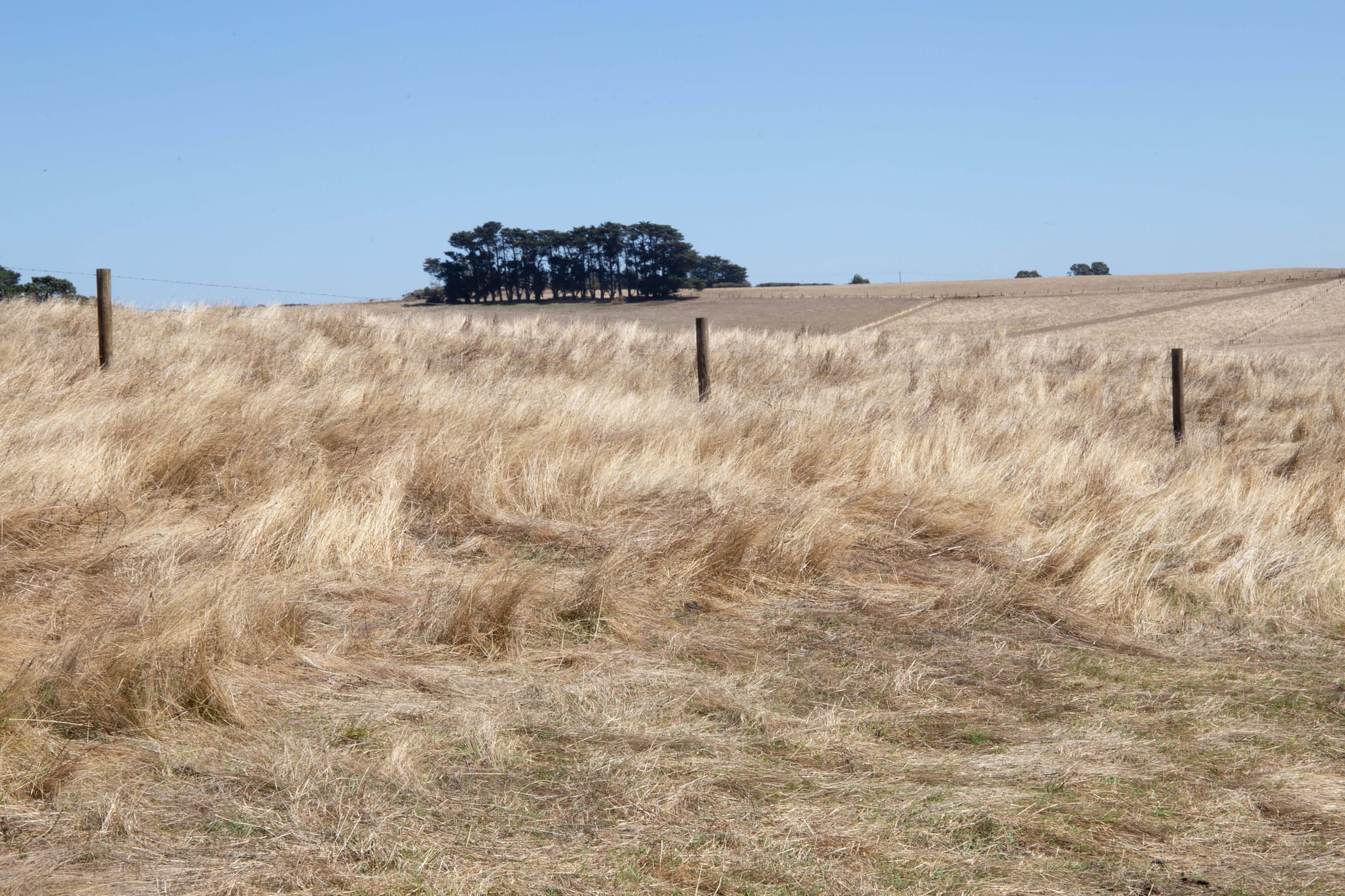 Supplementary feeds what should you consider