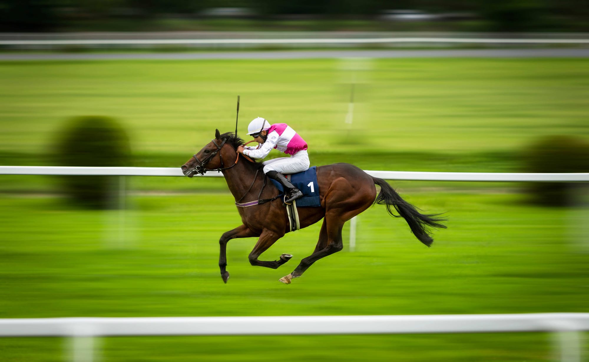 How to find a future champion - a horse racing fan guide