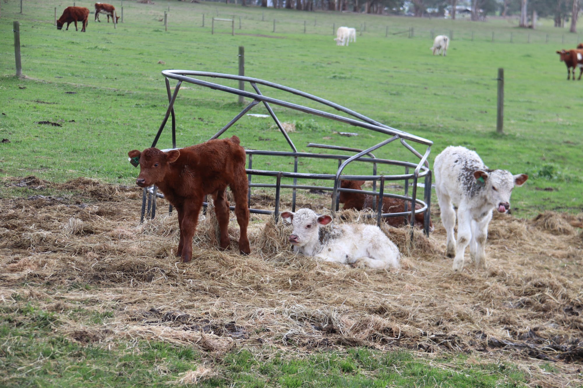 Three times the fun on Buln Buln property