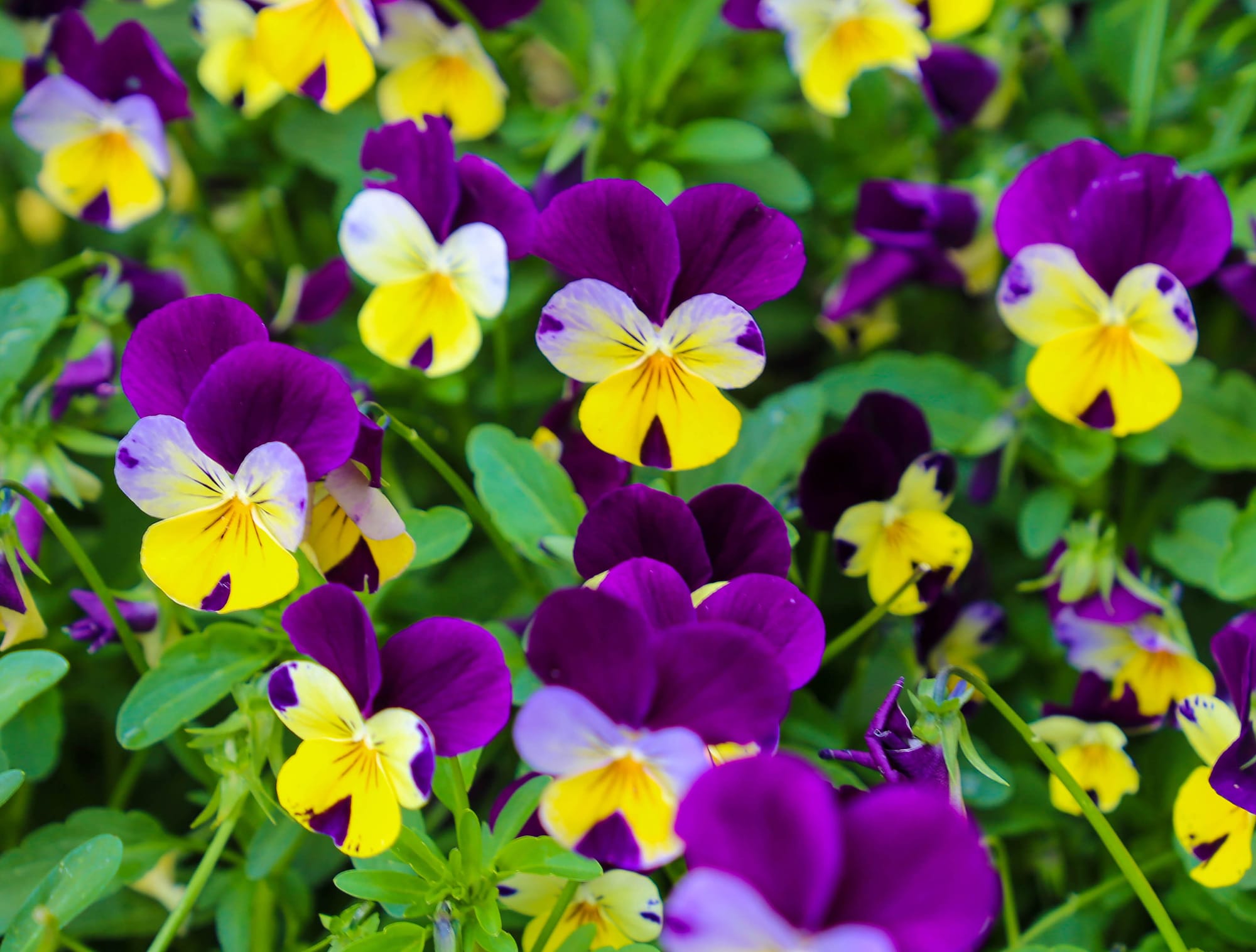 Difficult decision to end Gardivalia