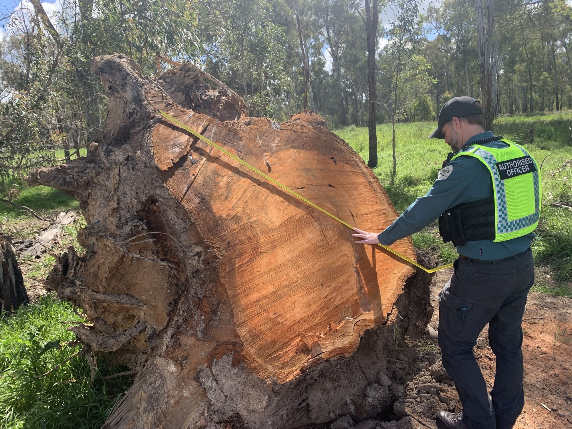 Illegal firewood crackdown underway