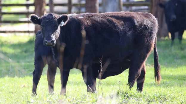 Saleyards sold