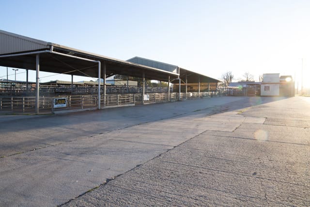 Sale Yards - 06.05.2021