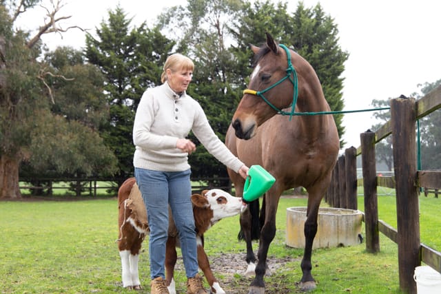 Horse & Calf - 26.08.2021  