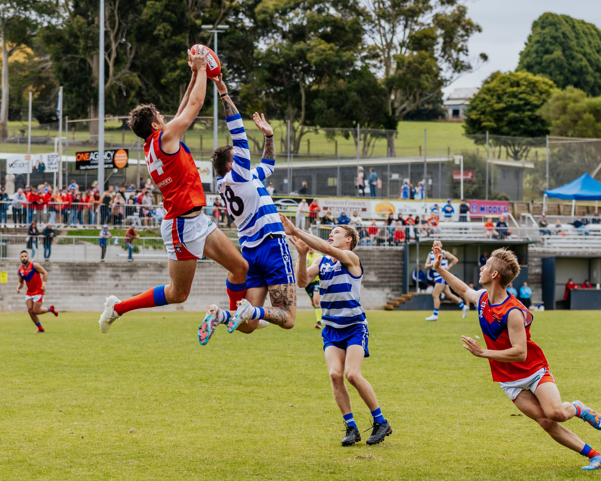 Lyrebirds wreak revenge on Cats