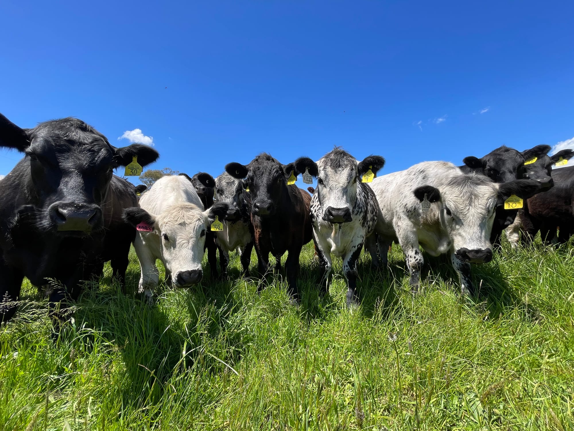 Beefing it up at Lardner Park