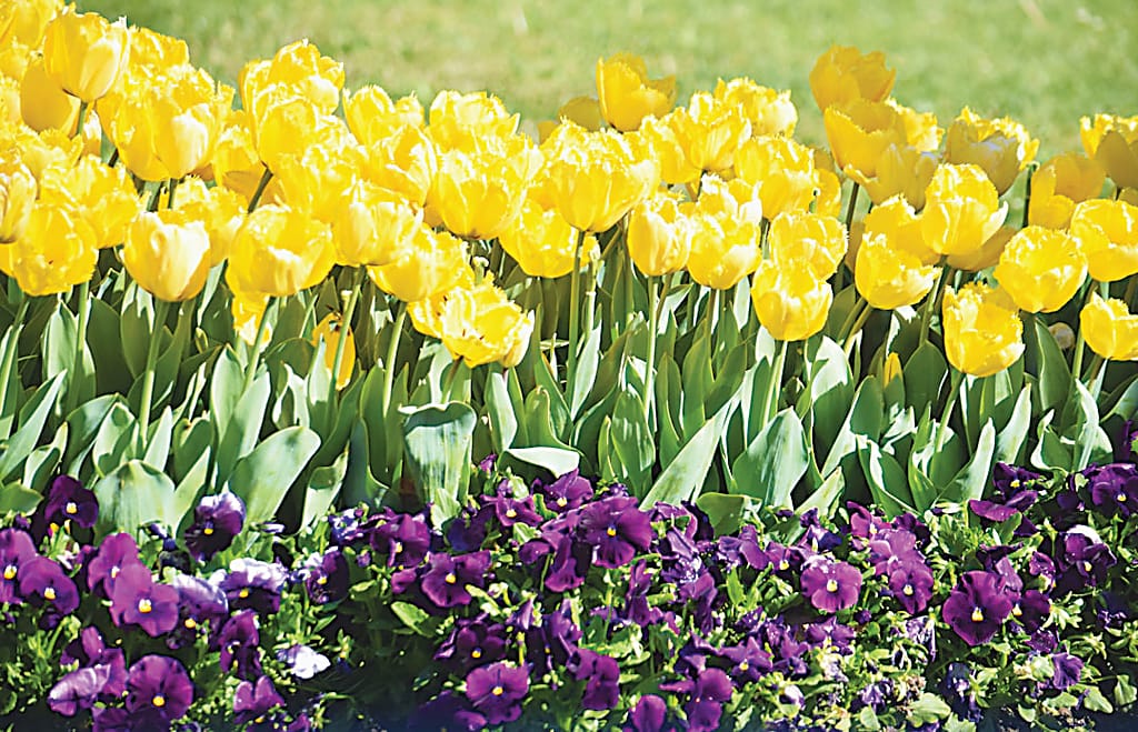 Spring into action in your garden