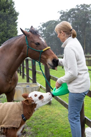 Horse & Calf - 26.08.2021  