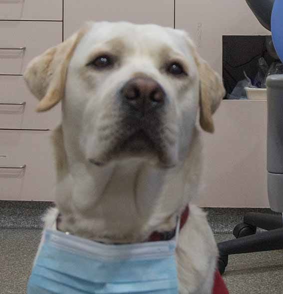 Dogtor Bruce lends paw