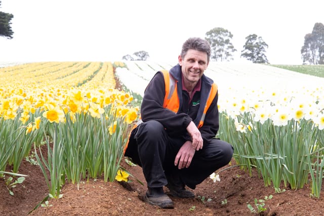 Spring Daffodils- 26.08.2021 