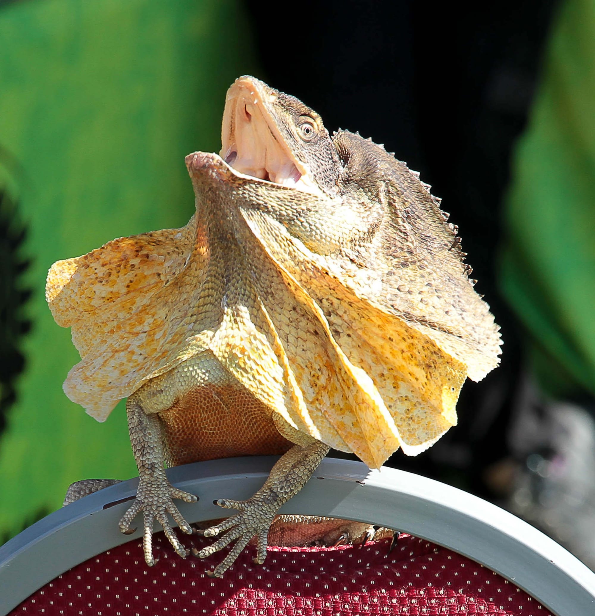 Bunyip Show - 27.03.22