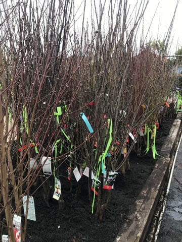 Bare Root Trees - 06.06.2023