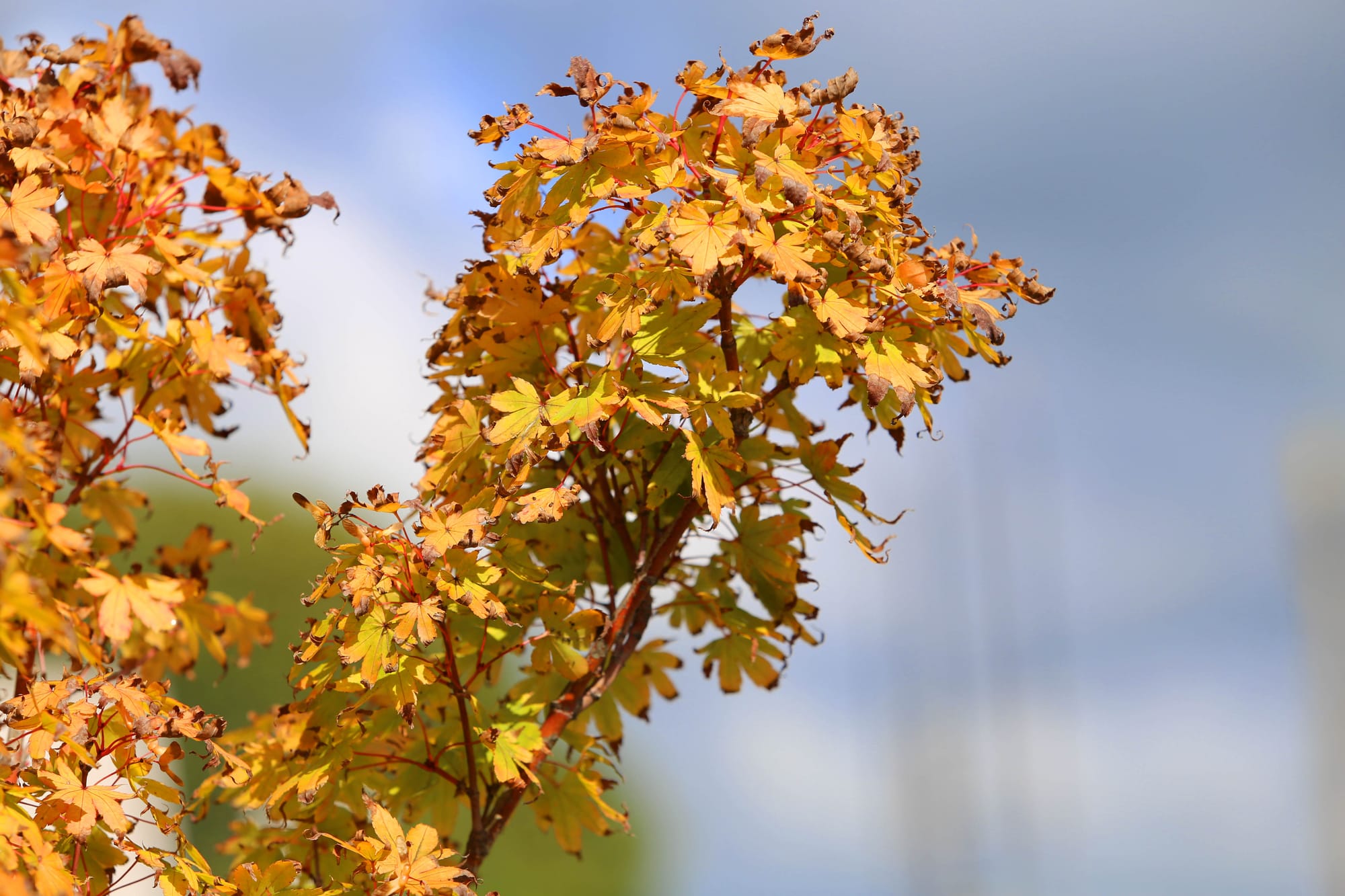 Nominate trees for protection