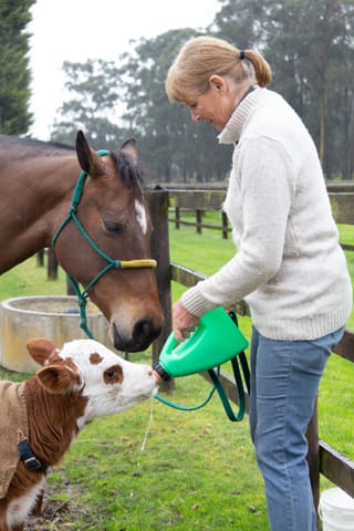 Horse & Calf - 26.08.2021  