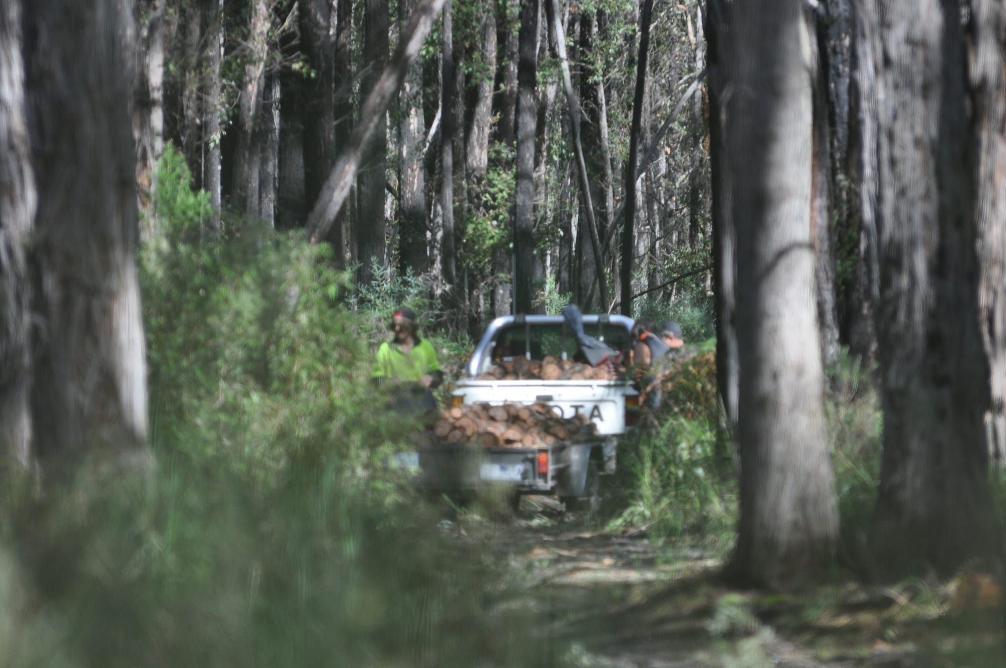 Authorities are using hidden cameras as part of their weapons to catch illegal firewood collectors in state forests and on other public land across Victoria as winter boosts demand from consumers.