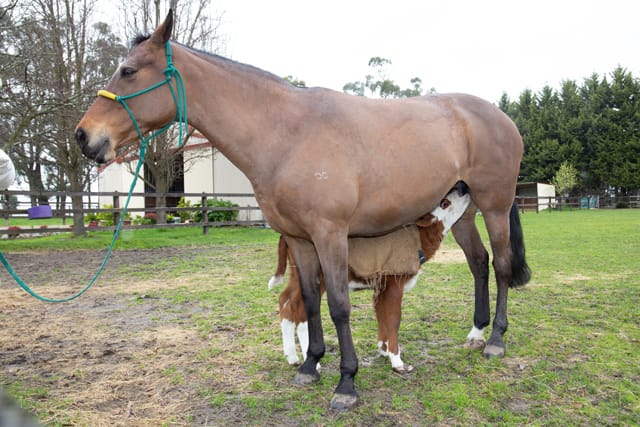 Horse & Calf - 26.08.2021  