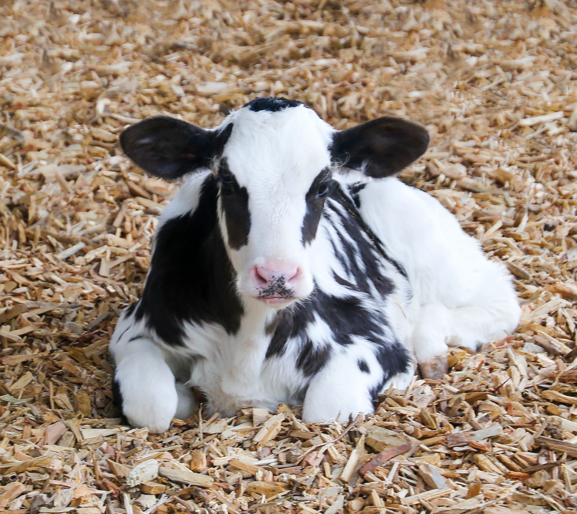 Promoting Q Fever awareness for farmers