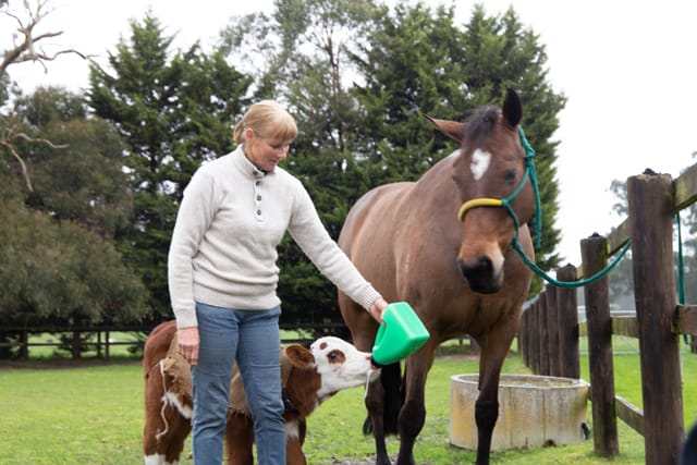 Horse & Calf - 26.08.2021  