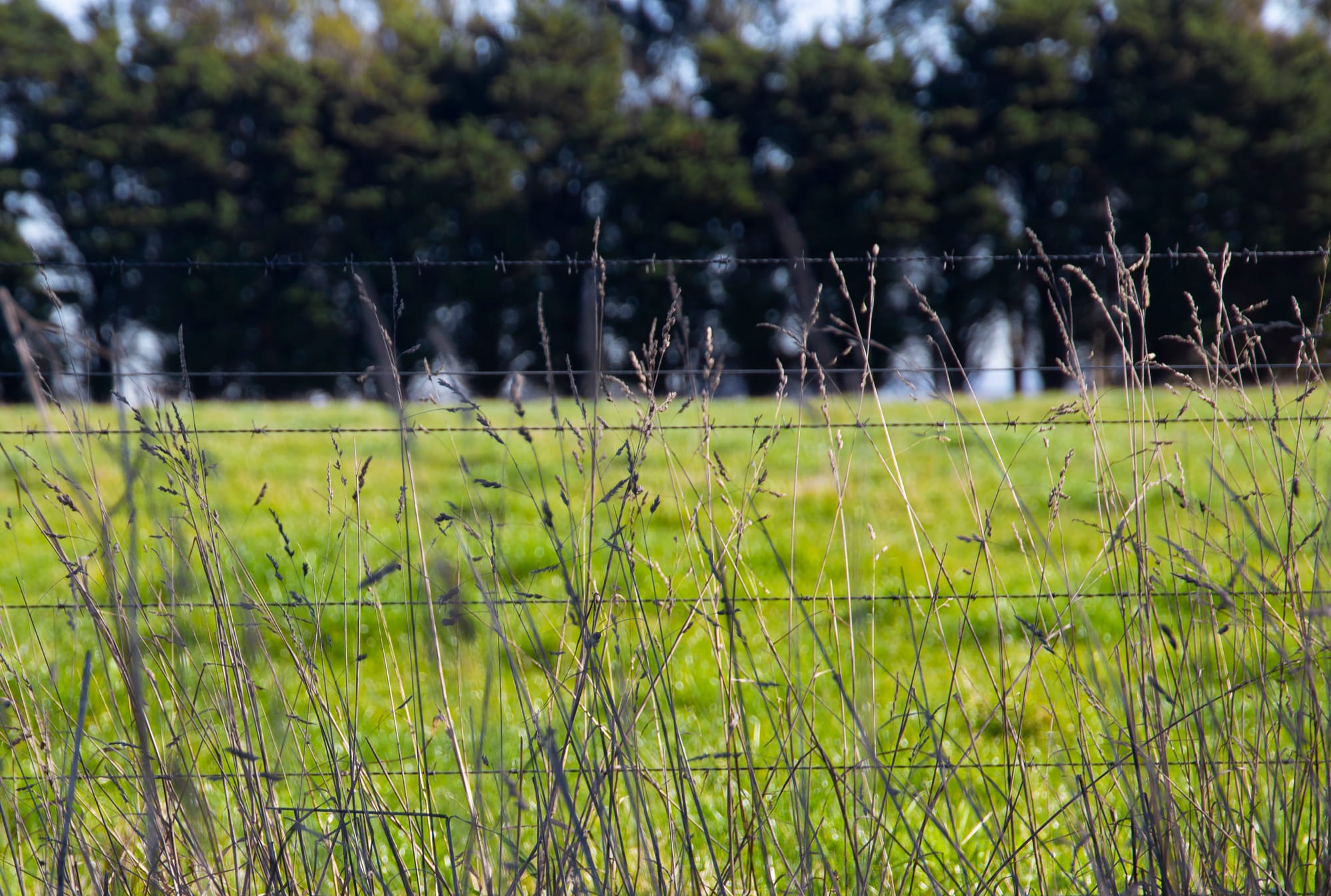 Weed survey for landholders