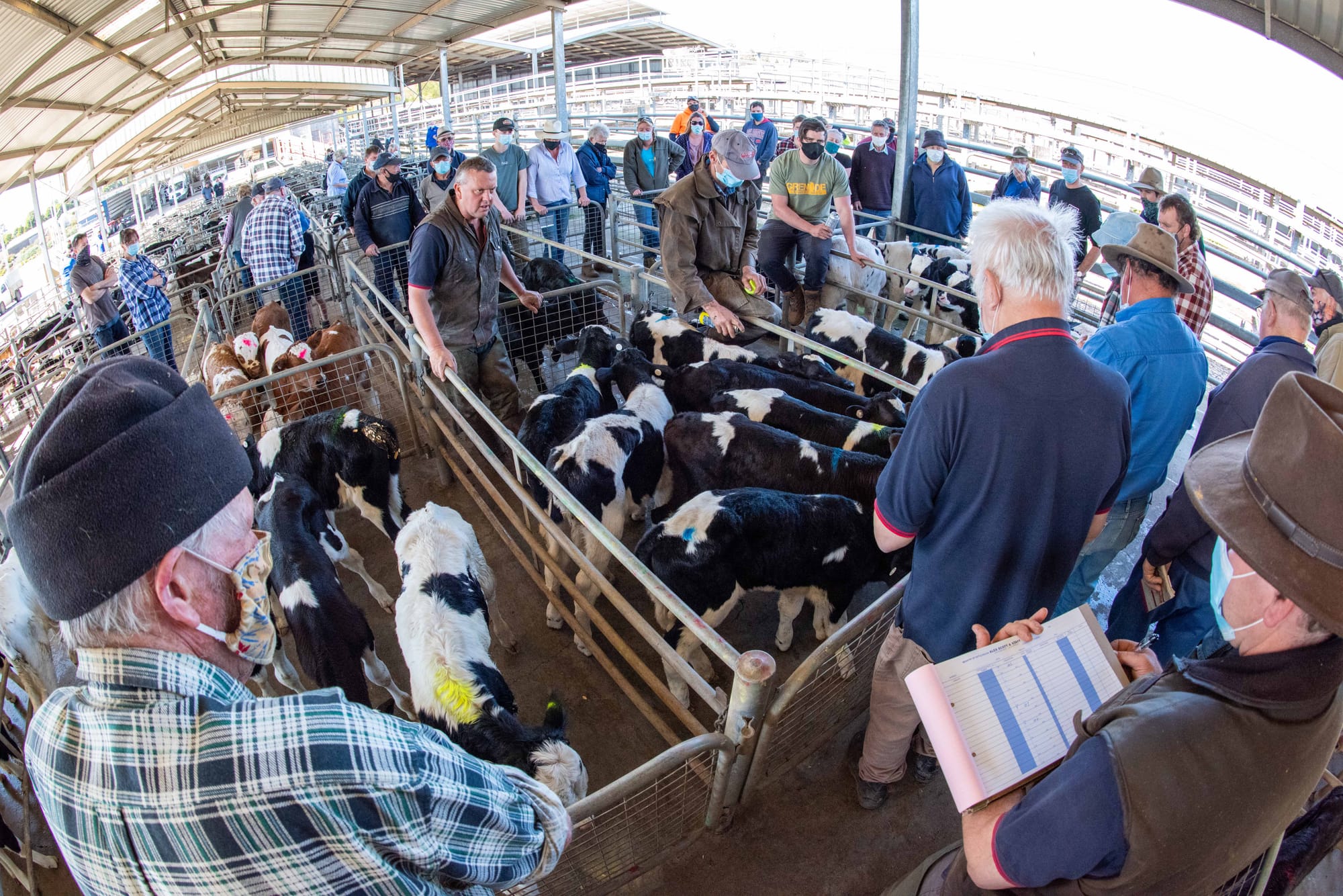 Farmers desperate to save Warragul weekly calf market