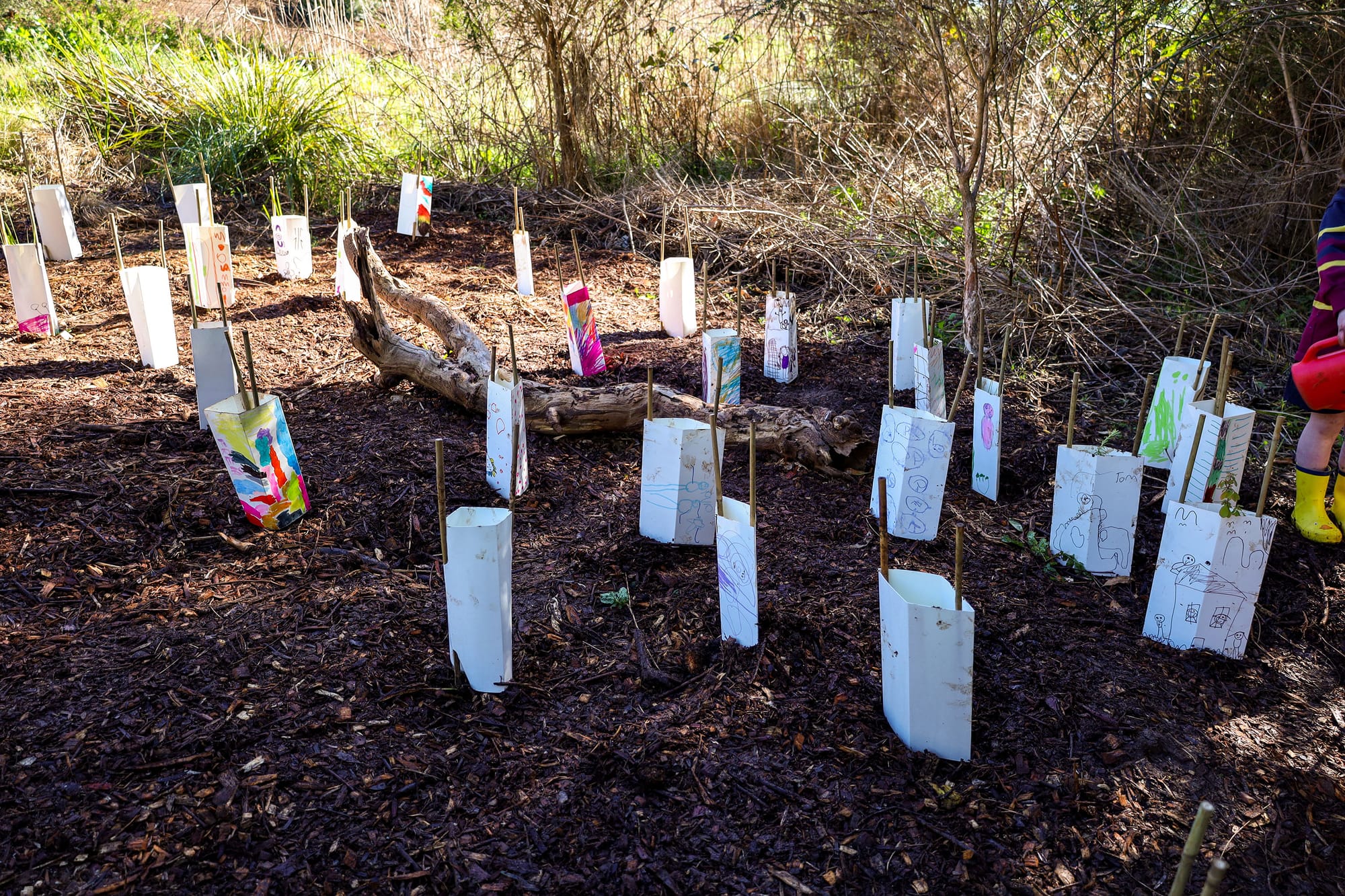 A splash of temporary colour in Brooker Park to help seedlings to flourish.