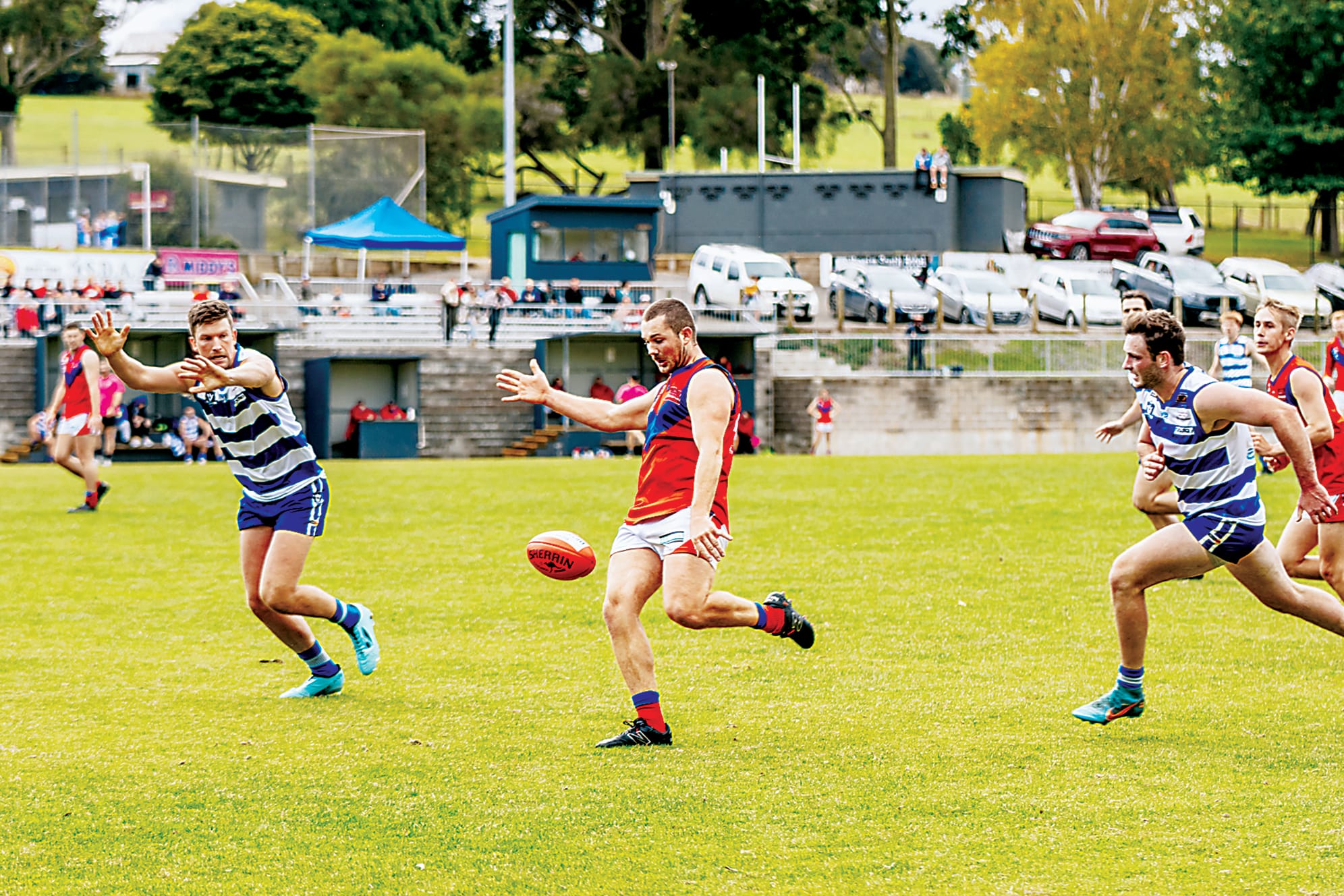 Lyrebirds take the lead