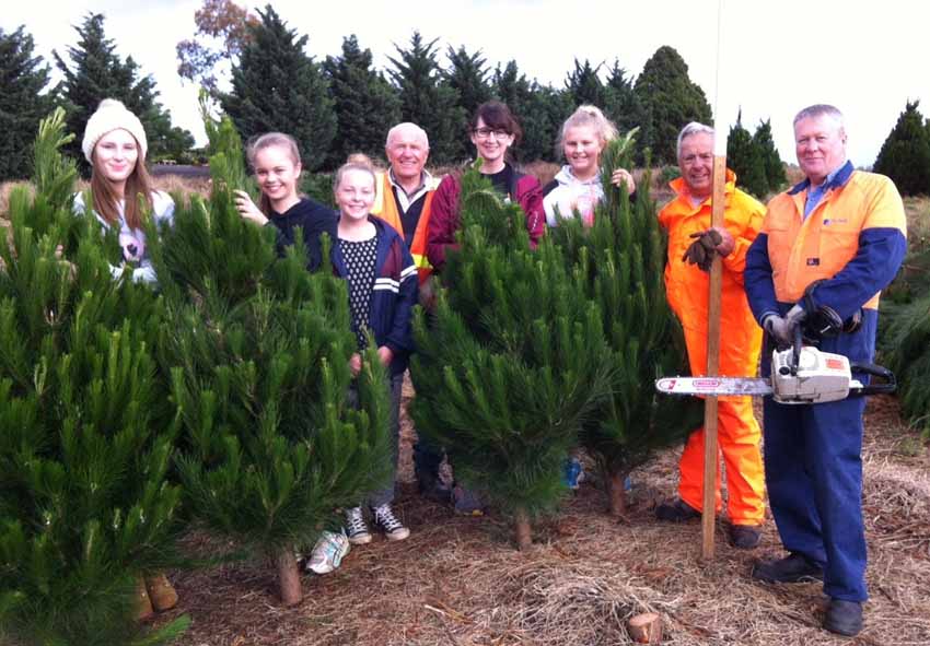 Tree sales a Christmas bonanza