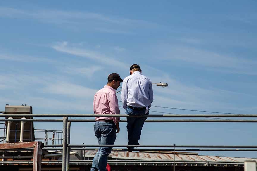 Last pens of cattle sold at Warragul Saleyards